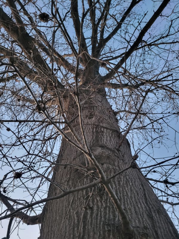 9: Shade of the Tree